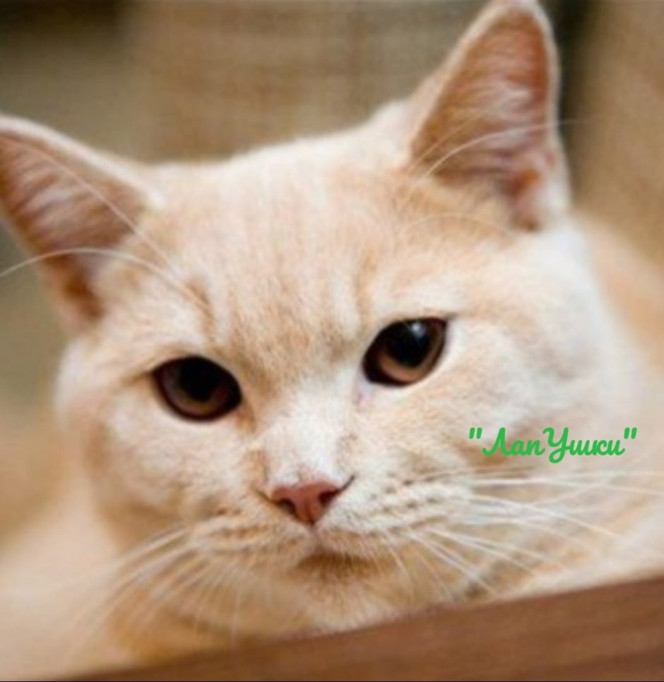 Кот британский гладкошерстный палевый