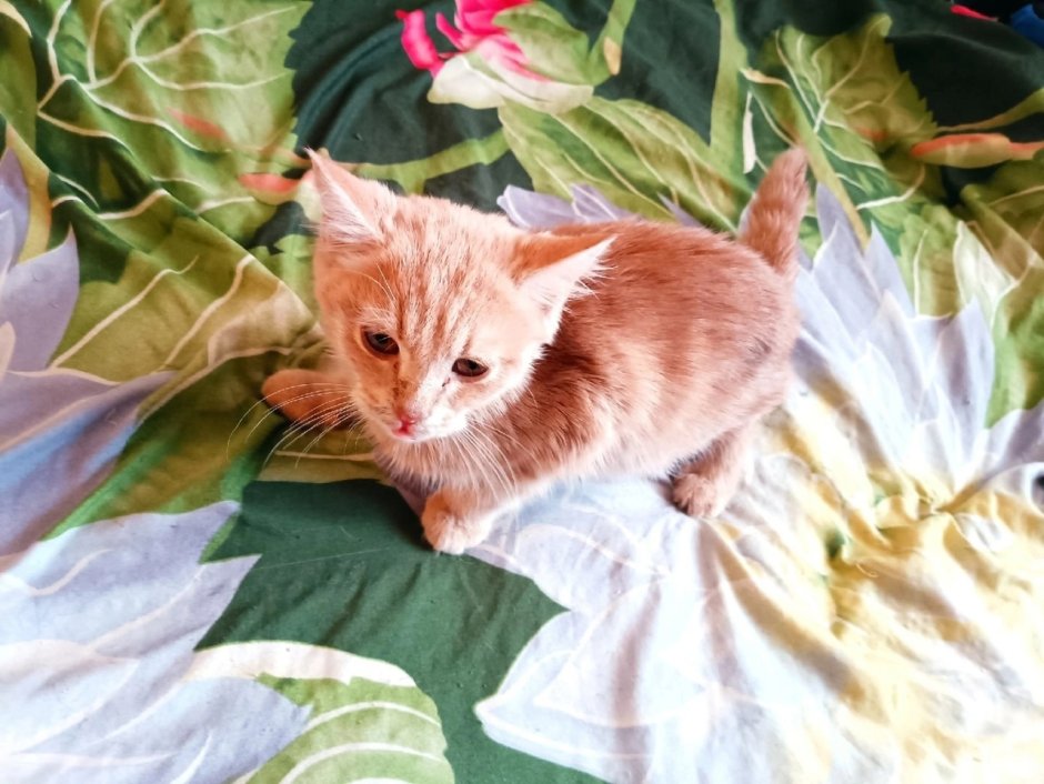 Персиковый британец метис