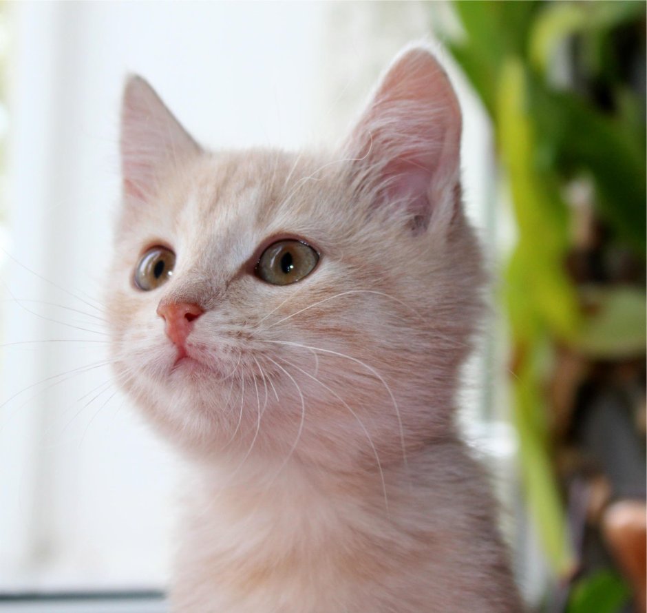 Бежевый котенок