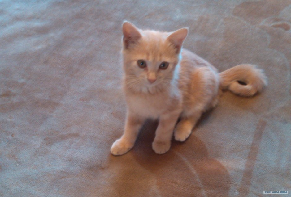 Персиковый котик