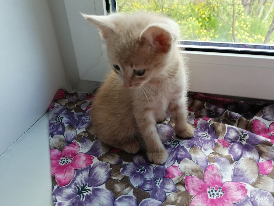 Персиковый кот порода