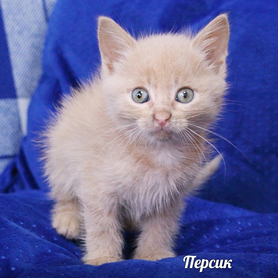 Котик помогает