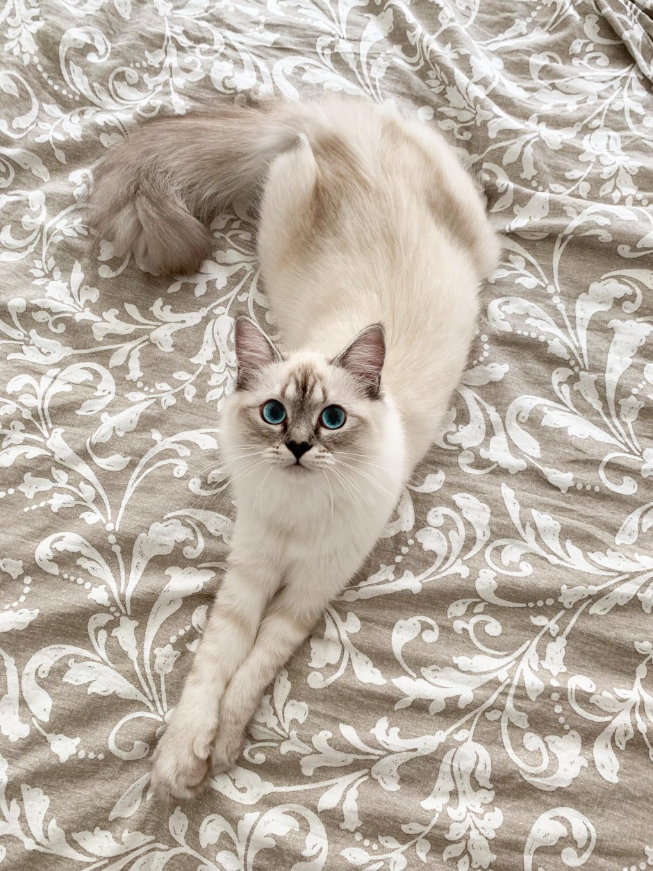 Отдам персикового котенка