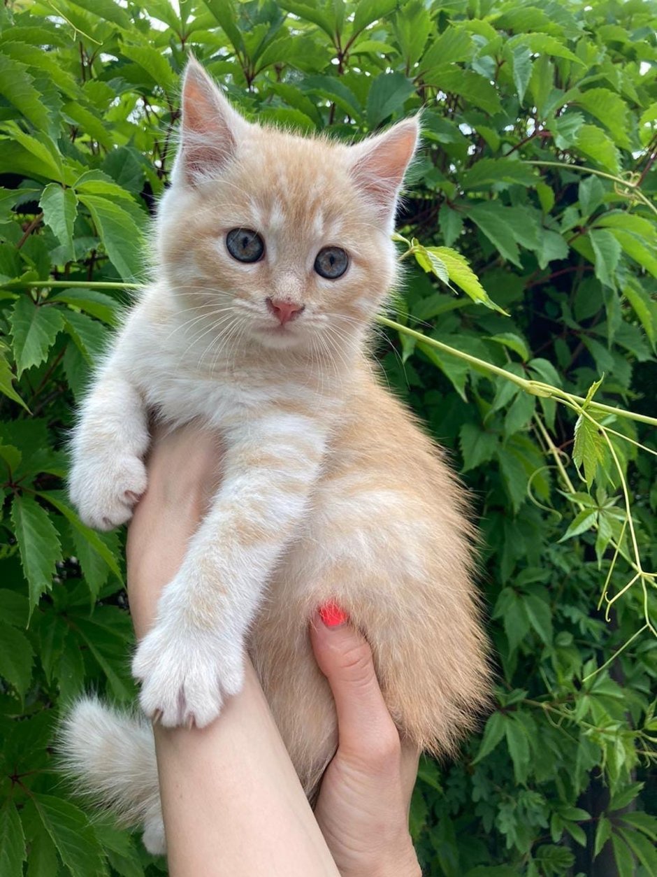 Персиковый котенок