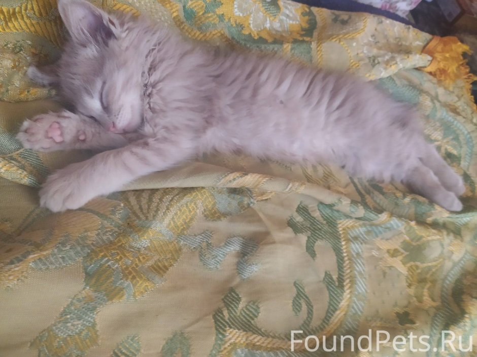 Персиковый кот порода метис