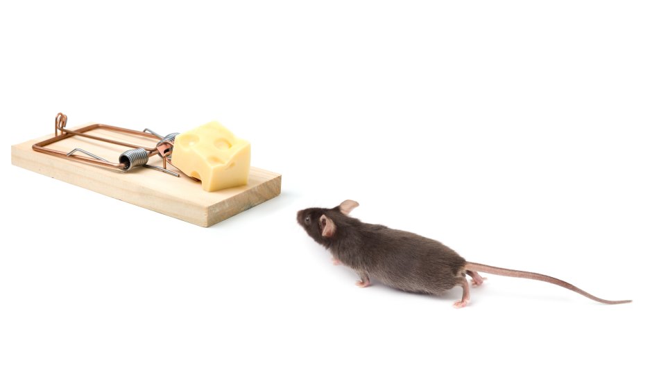 Free Cheese only in a Mousetrap