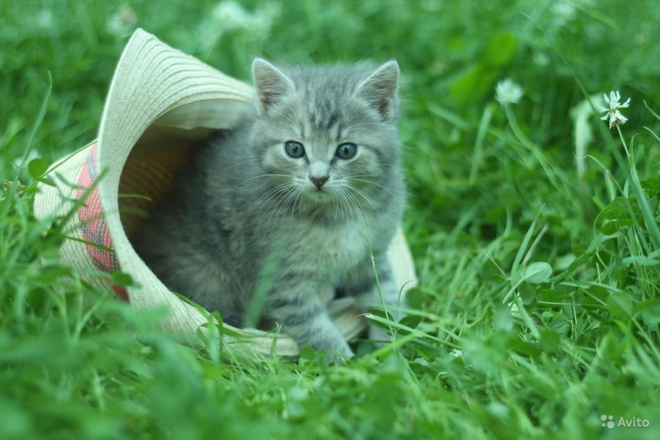 Кошка мышеловка котёнок