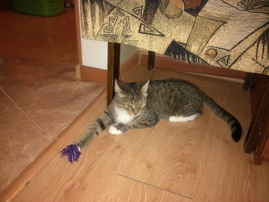 Котята мышеловы