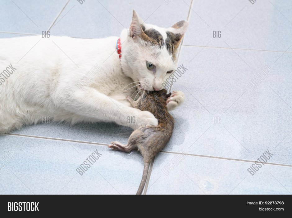 Кот с крысой в зубах