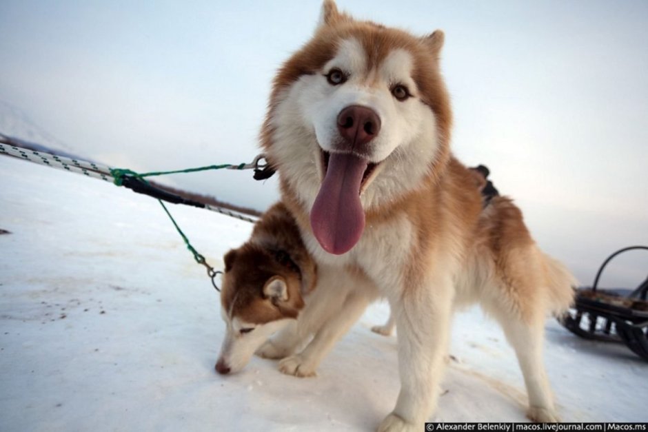 Iditarod Trail Sled Dog Race