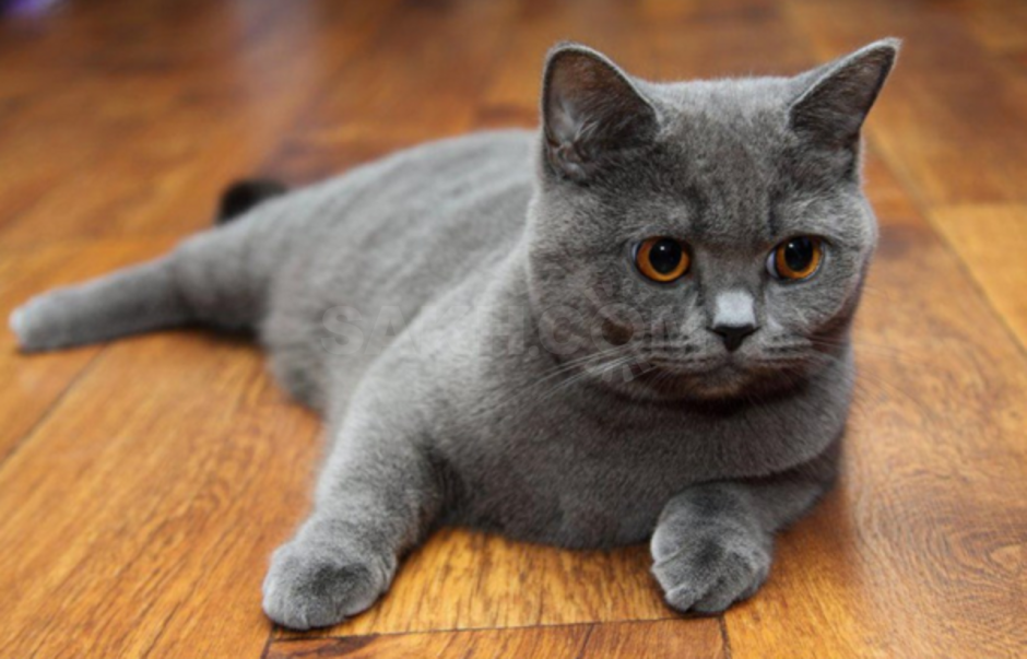 Шотландская кошка прямоухая