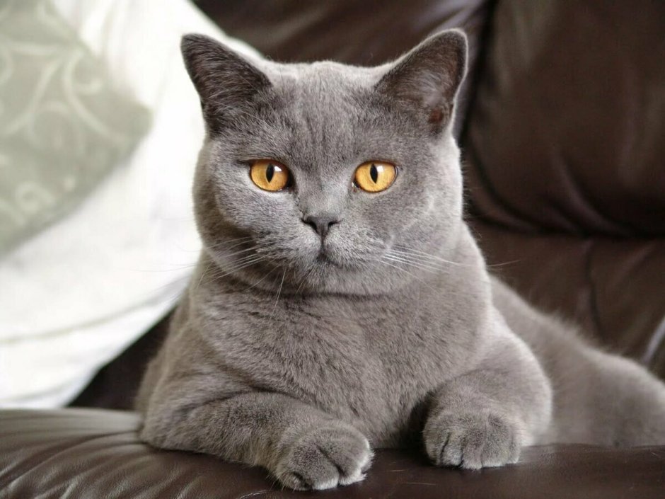Кошка шотландская прямоухая