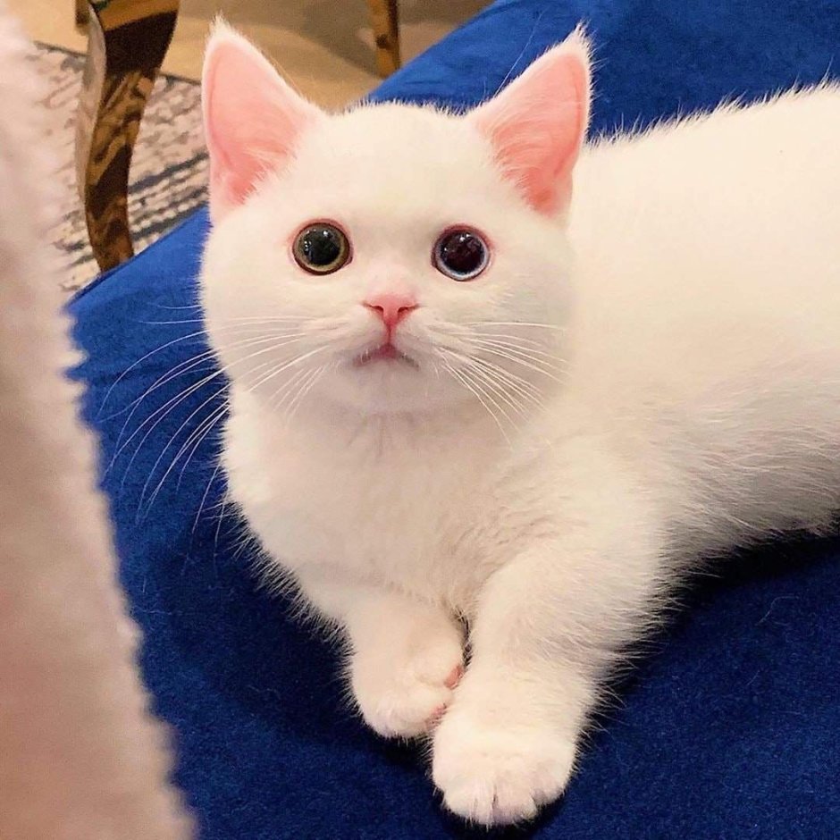 Скоттиш страйт кошка белая