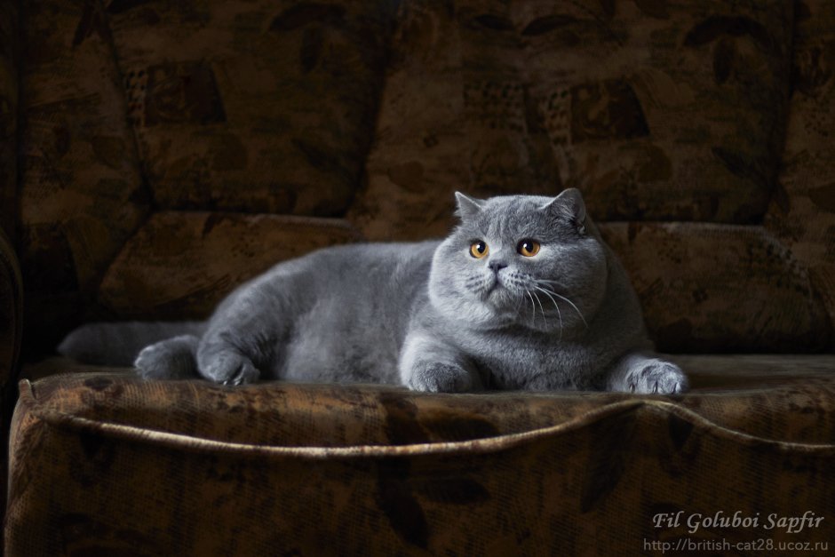 Шотландская кошка прямоухая серая