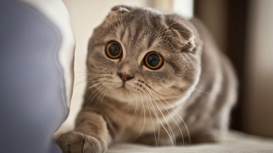 Манчкин котята вислоухие