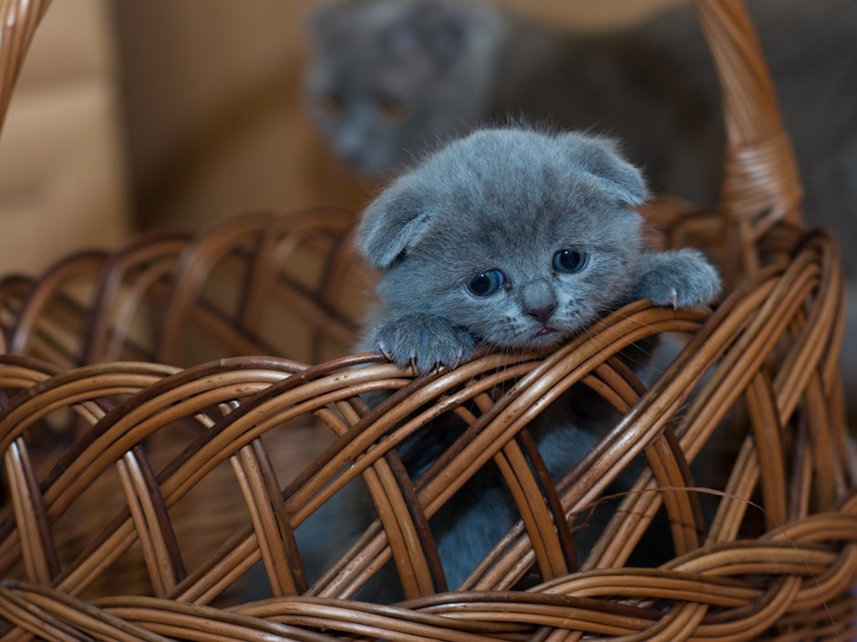 Шотландская вислоухая кошка