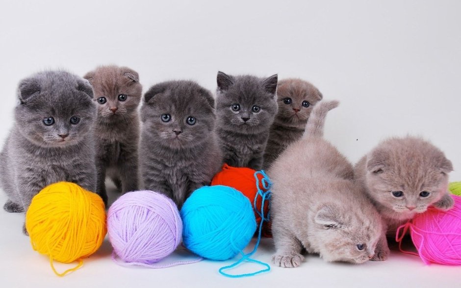 Эстетика кошек