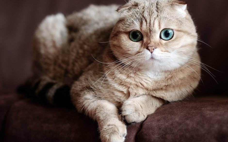 Йоркская Шотландская кошка