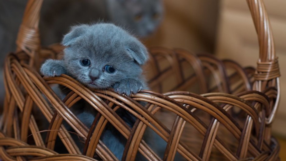 Игрушка кот коричневый