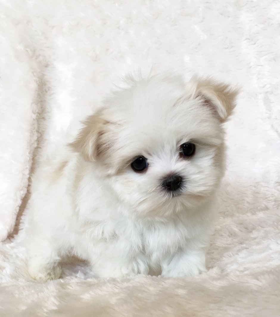 Maltipoo Puppies