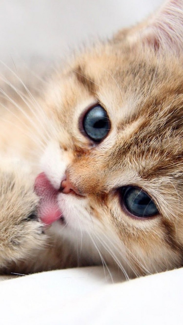 Блокнот с котенком