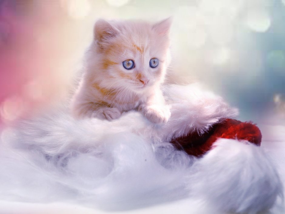 Красивые котята