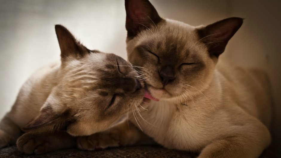 Сиамская кошка