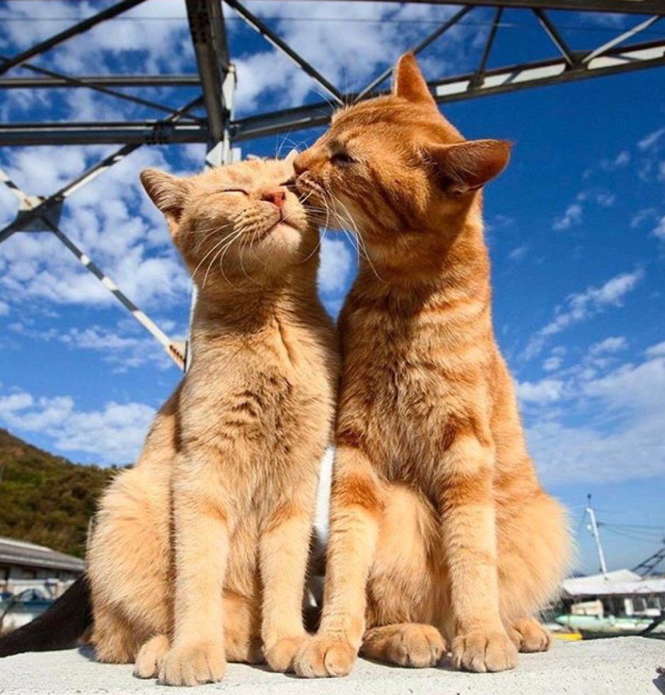Влюбленные кошки