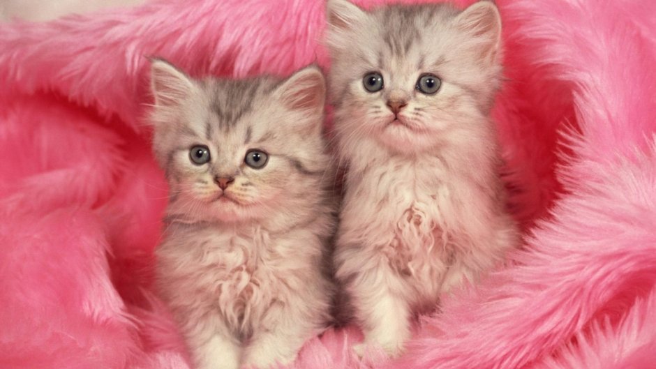 Розовый котенок