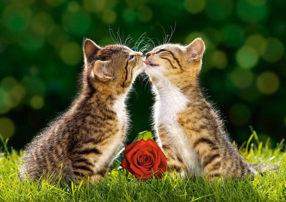 Нежные котята