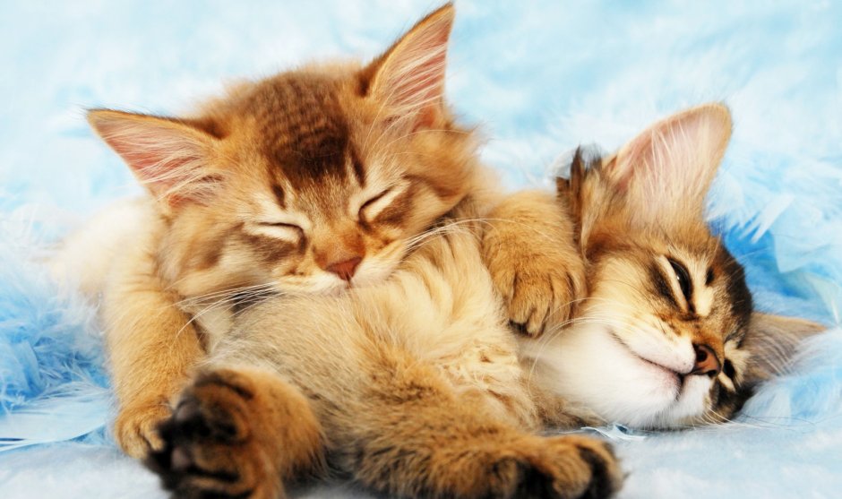 Котенок спит