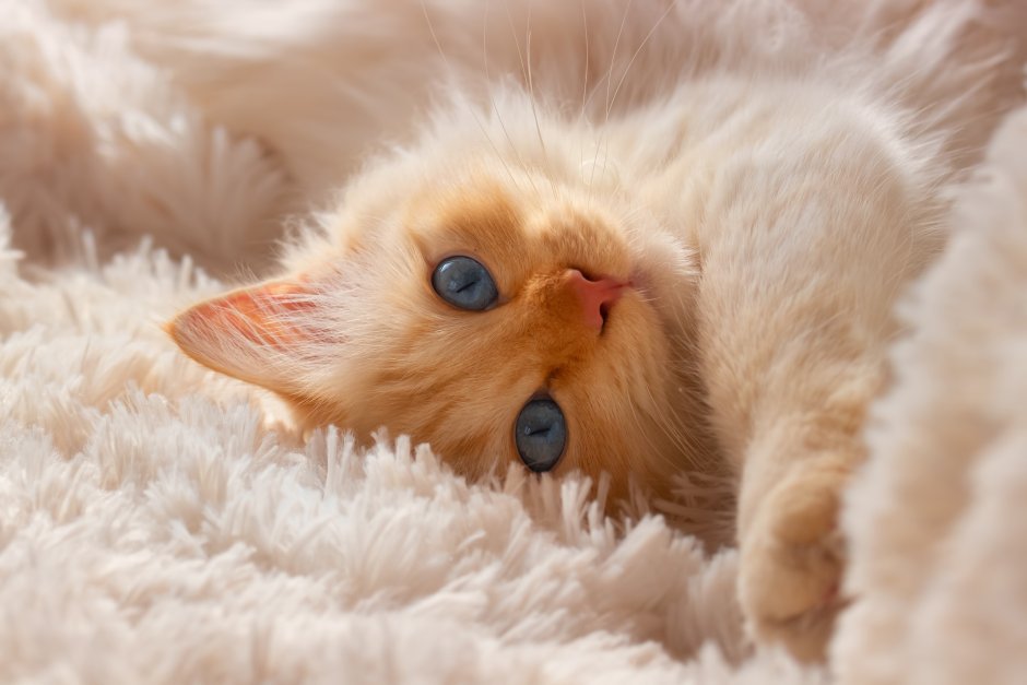 Доброе утро котик