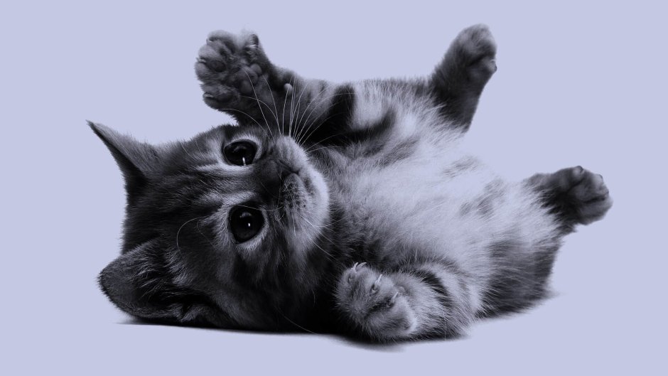 Милые кролики и коты