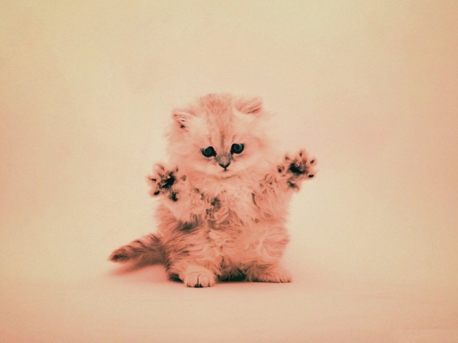 Нежные котята