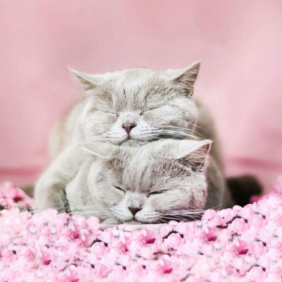 Белый кот с голубыми глазами