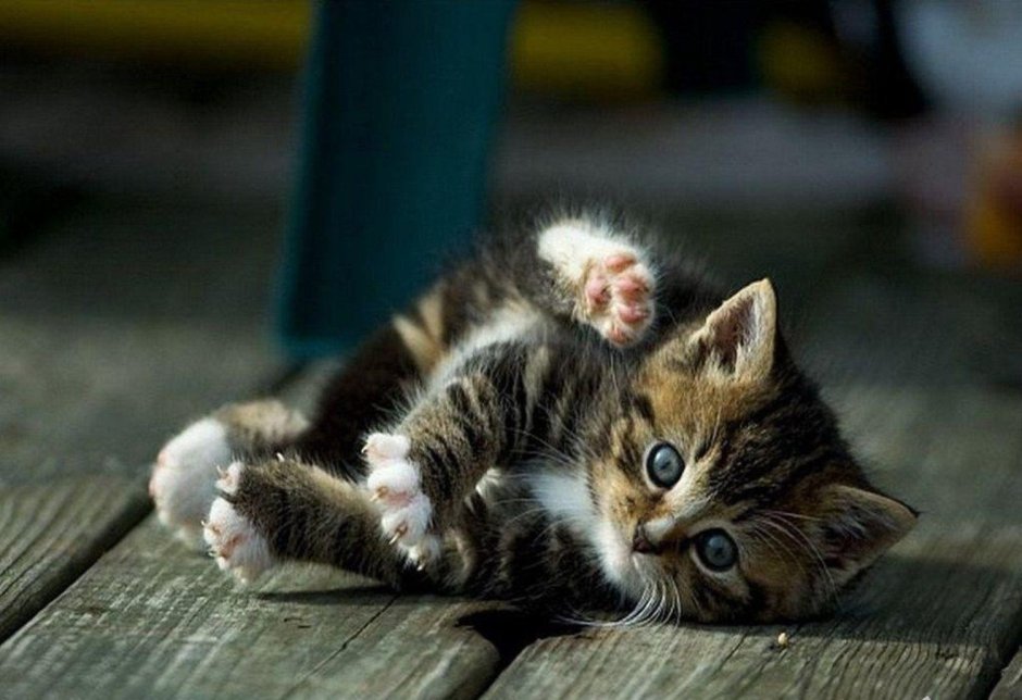 Кошачья любовь