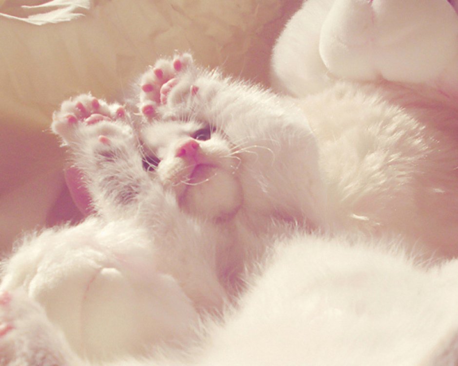 Нежная кошка