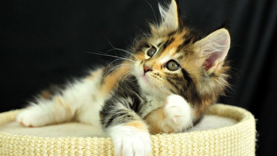 Котенок с цветами