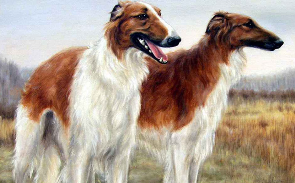 Борзая салюки