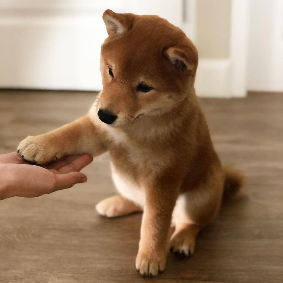 Померанский шпиц jiffpom