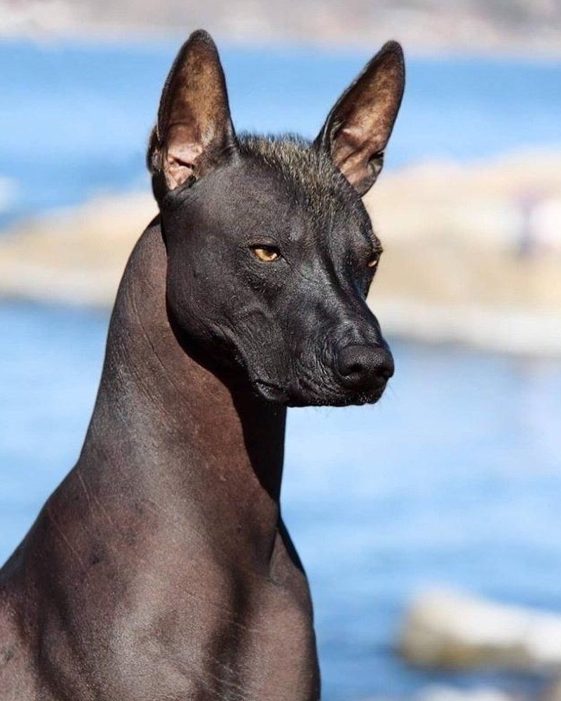 Ксолоитцкуинтли Данте