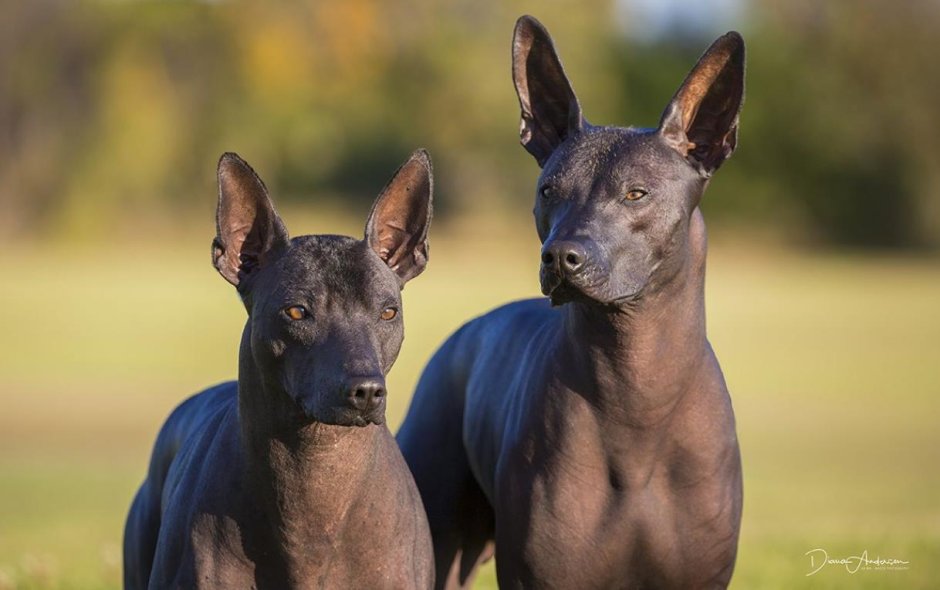 Мексиканская собака ксолоитцкуинтли