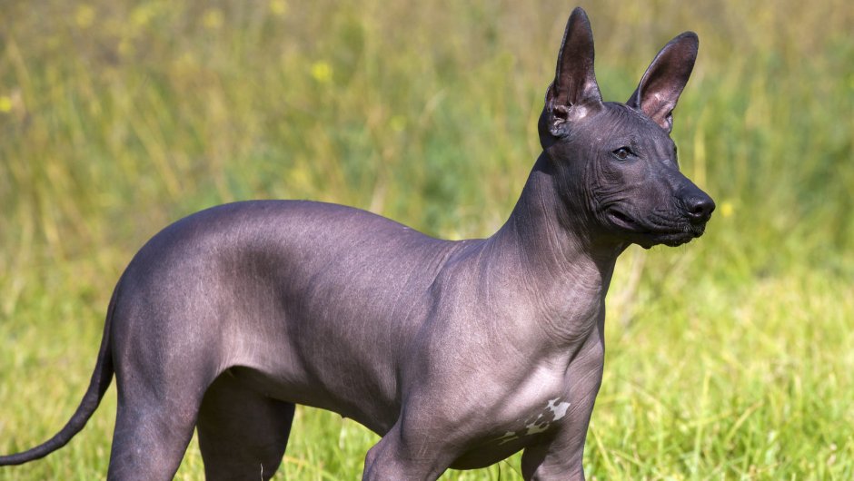 Ксолоитцкуинтли стандарт