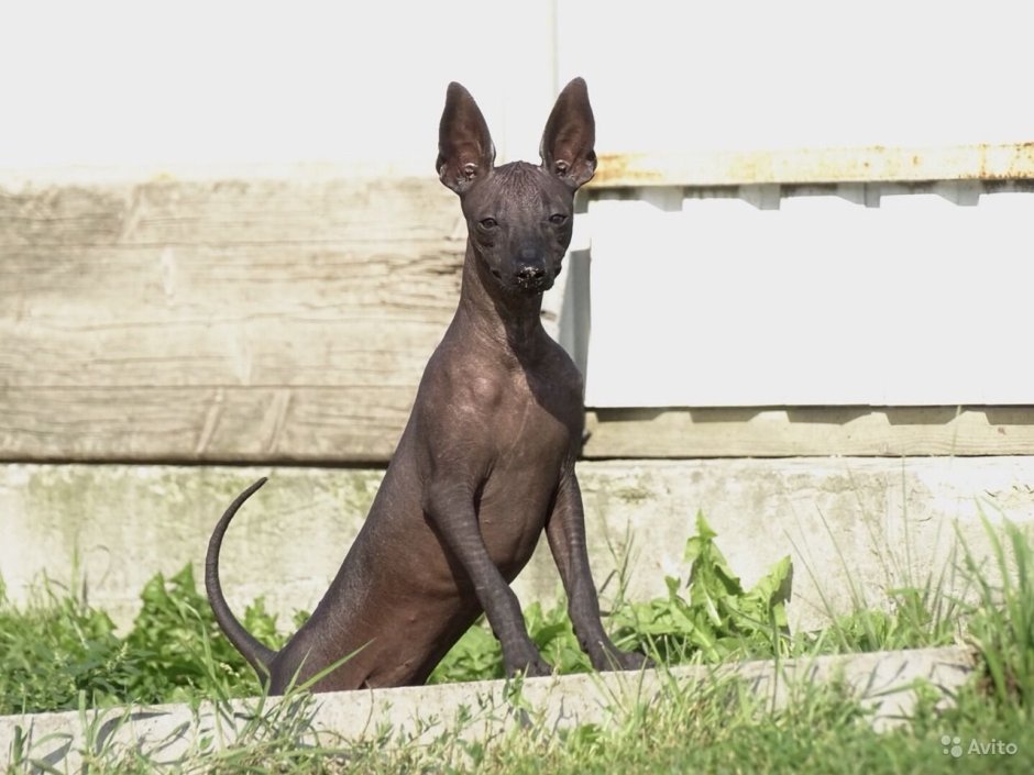 Собака Анубис ксолоитцкуинтли