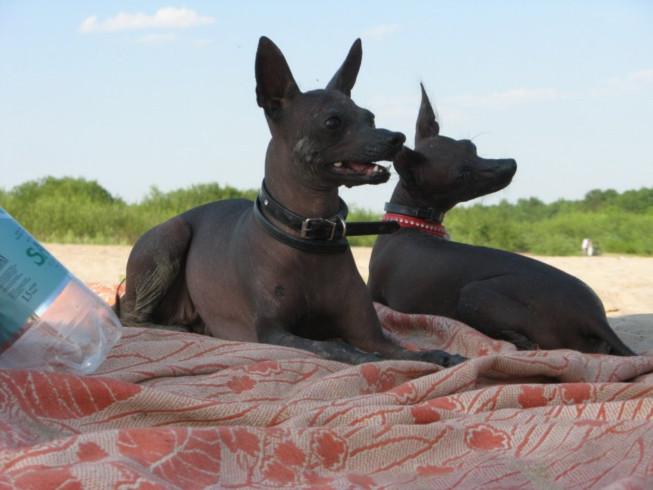 Ксолоитцкуинтли рост