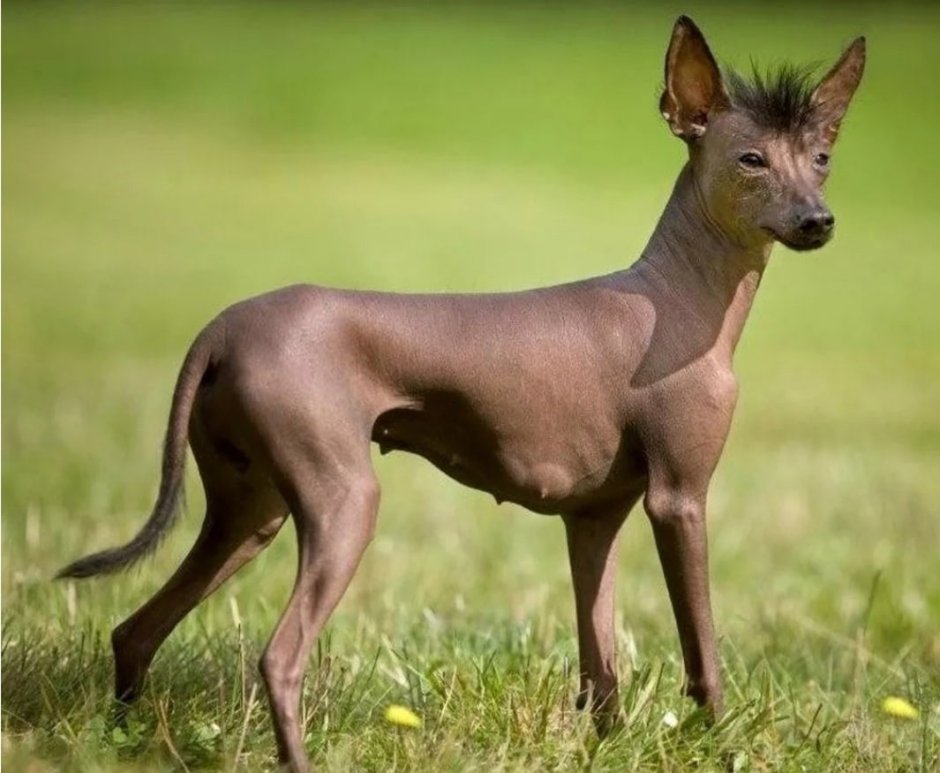 Лысая собака ксолоитцкуинтли