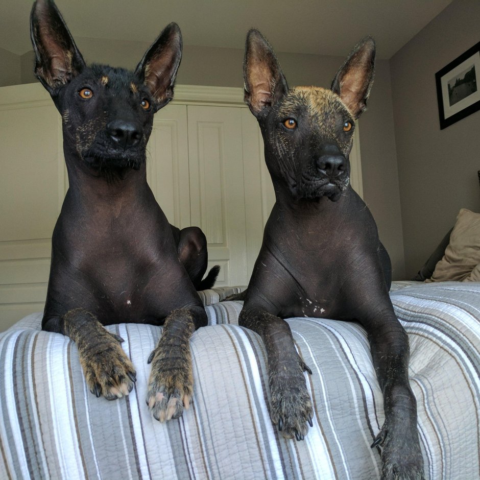 Мексиканский ксоло