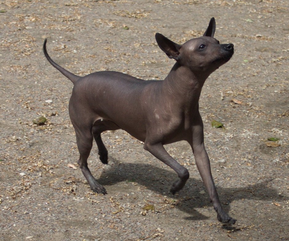 Древняя порода собак ксолоитцкуинтли