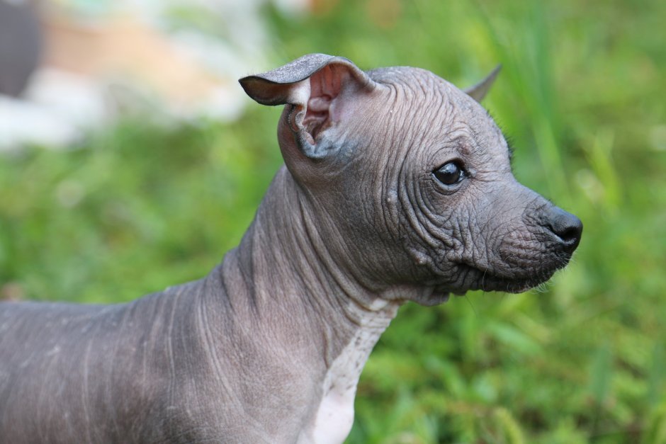 Щенки ксоло