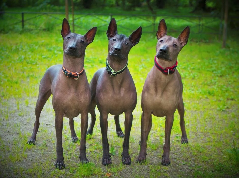 Мексиканский ксоло